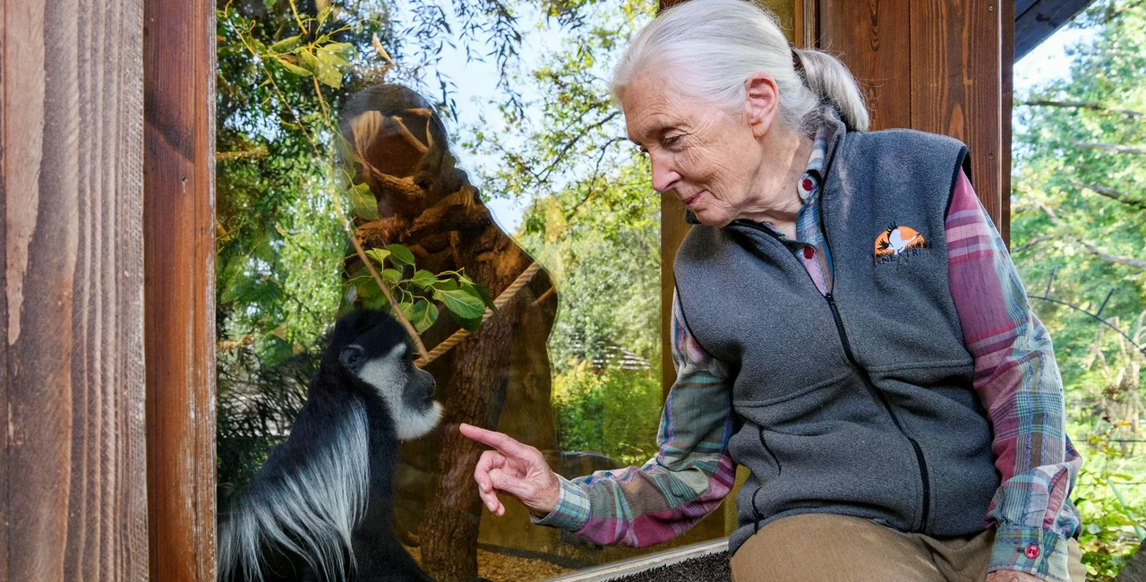 Jane Goodall during a previous visit to Prague Zoo. Photo: Facebook / Prague Zoo, Khalil Baalbaki