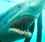 Shark Night 3D