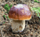 A Brief Guide to Mushrooms