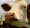 Deciphering Dairy in the Czech Republic