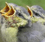 Dos and Don'ts: Czech Animal Sounds
