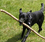 Dos and Don'ts: Dogs