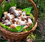Mushroom Hunting