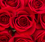 Valentine's Day 2009