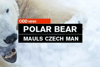 Polar Bear Mauls Czech Man