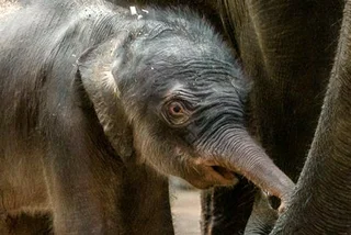 Baby Brother! Elephant #2 Born at Prague Zoo