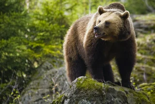 VIDEO: Wild bear caught on camera attacking boar in eastern Czech Republic