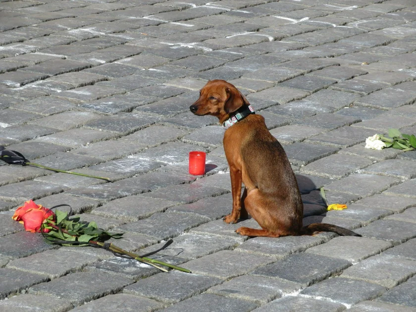 a faithful dog sits at the Covid memorial at Old Town Square. (Photo: Raymond Johnston)