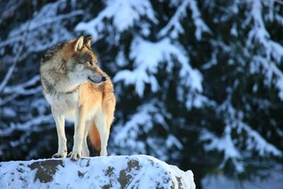 The number of wolf packs in the Czech Republic continues to rise