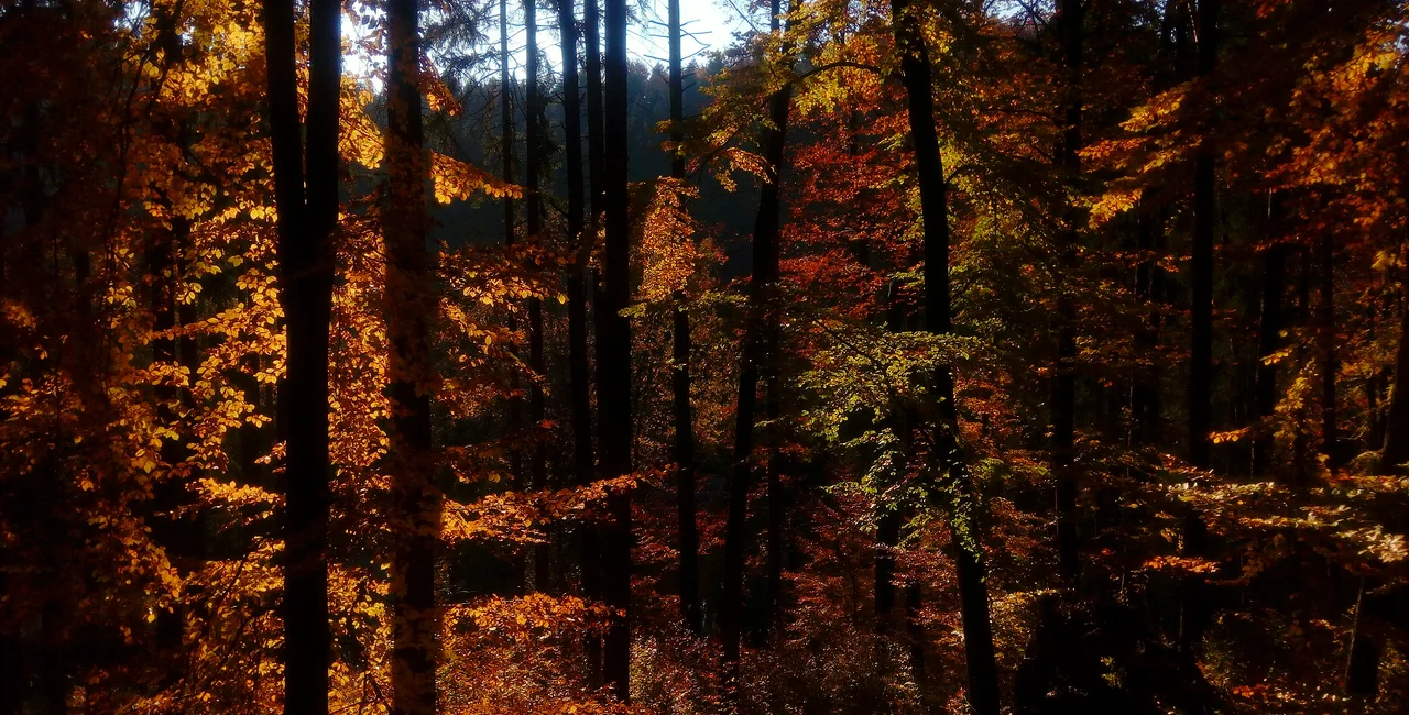Czech beech woods in autumn. Photo: Wikimedia Commons, Eliska Jindriskova, CC BY SA 4.0.