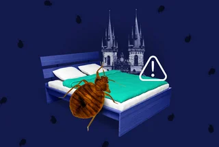 Don't let the bed bugs bite! Czechia reports sharp rise in globetrotting pests