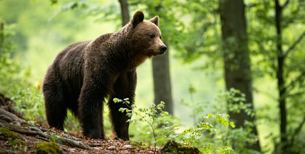 Czech police confirm presence of bear in Moravia, issue warning