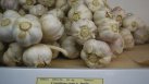 Garlic from Mr. Janda