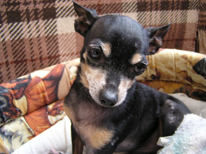 Prague Ratter/Image: Wikipedia @Jenc