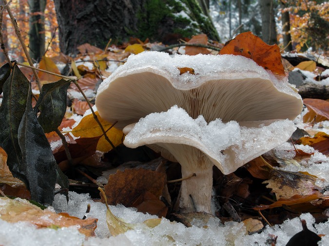 Clitocybe nebularis, or cloud funnel
