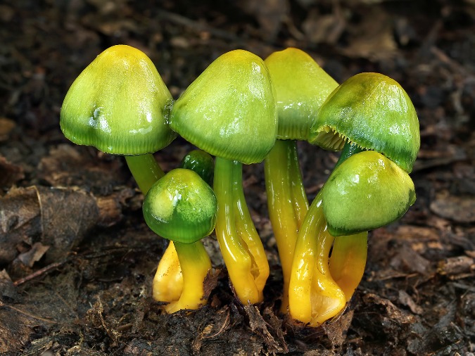 Hygrocybe psittacina, or parrot toad stool