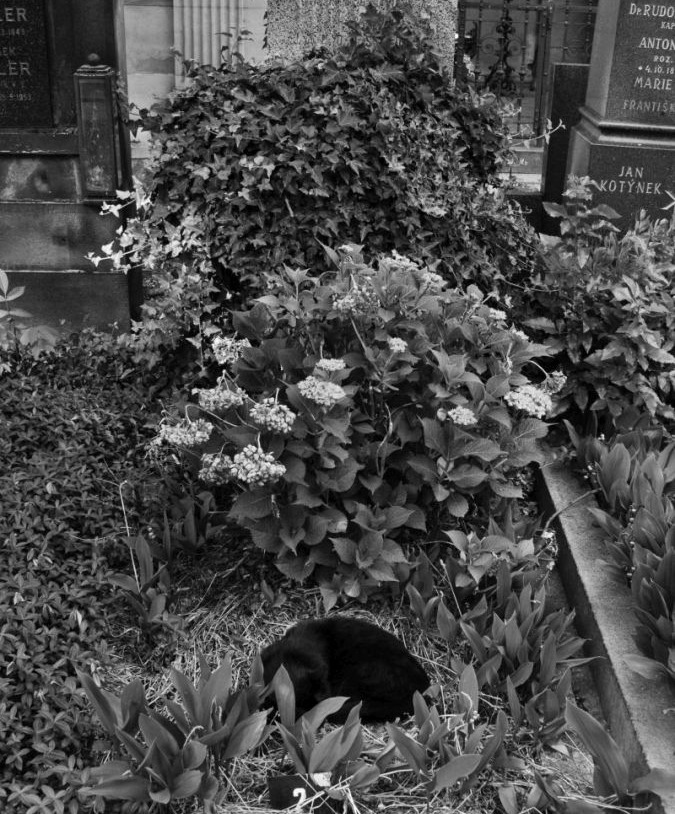 Unknown cat grave, Vyšehradský hřbitov