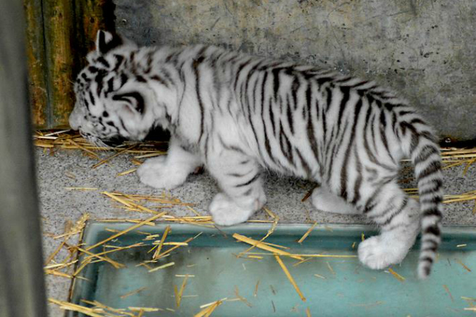 Zoo Liberec Welcomes White Tiger Cubs