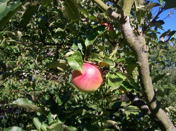 How to Survive A Czech Summer Cottage Stay