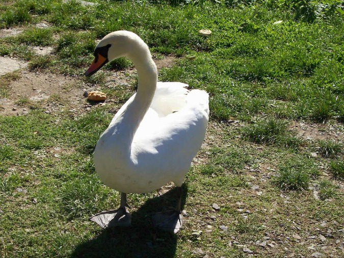 How to Survive A Czech Summer Cottage Stay