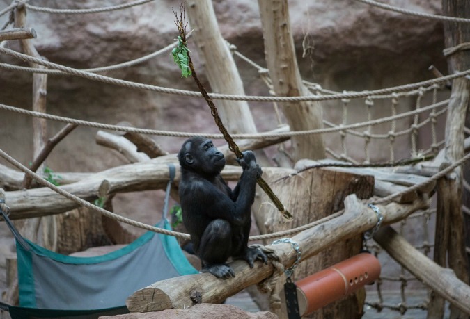 Prague Zoo Animals Play with, Feast on Easter Whips