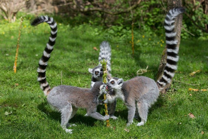 Prague Zoo Animals Play with, Feast on Easter Whips