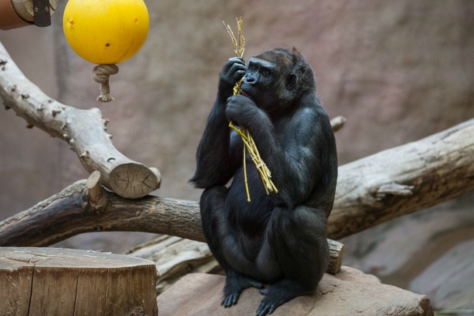 Prague Zoo Animals Play with, Feast on Easter Whips
