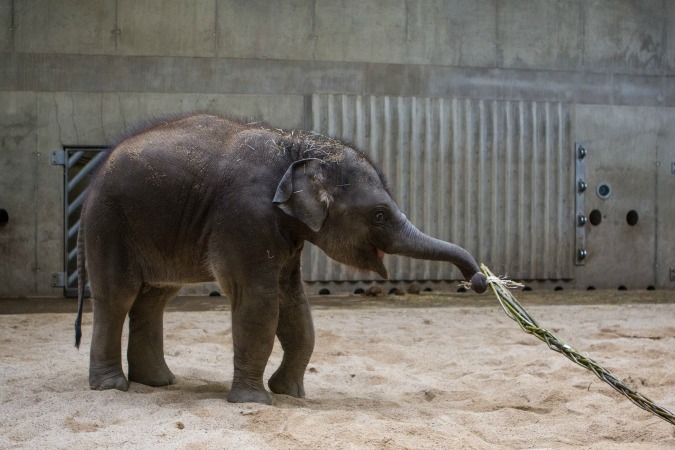 Prague Zoo Animals Play with, Feast on Easter Whips