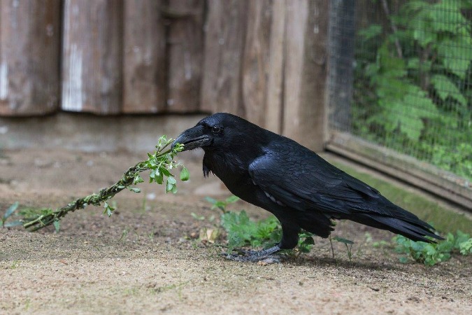 Prague Zoo Animals Play with, Feast on Easter Whips