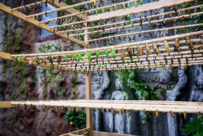 Photo: Papilonia Butterfly House / Facebook