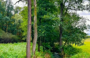 Meadow for sale, 1277m<sup>2</sup>
