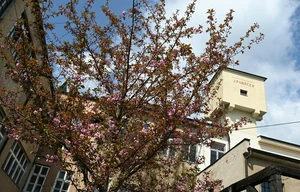 Doctor's office for rent, 49m<sup>2</sup>