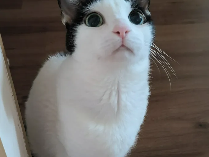 My 'co-therapist' whom you may meet 