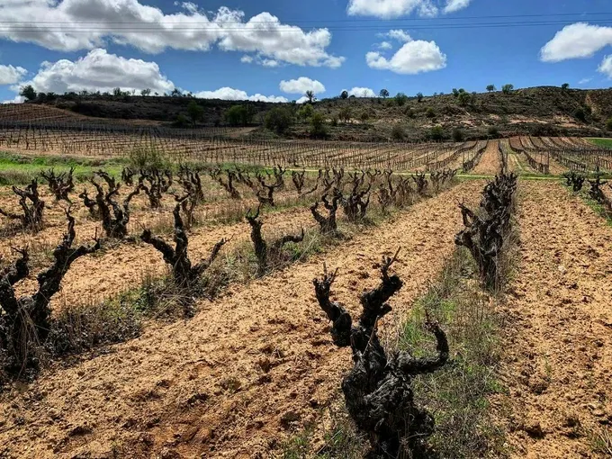 120 years old vineyards 