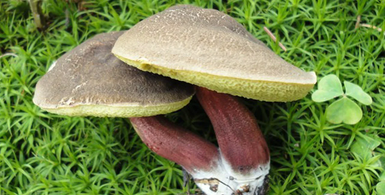 A Brief Guide to Mushrooms