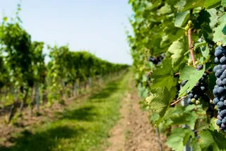 Wine Tourism in the Czech Republic