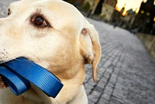 Prague Tightens the Leash on Dogs