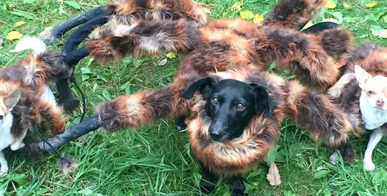 Mutant Giant Spider Dog Comes to the Czech Republic