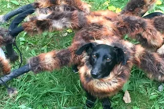 Mutant Giant Spider Dog Comes to the Czech Republic