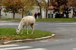 Video: Llama Drama on Prague Streets