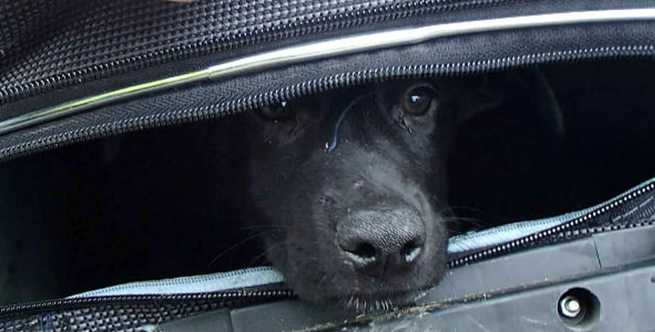 Prague Police Find Abandoned Puppies in Suitcases