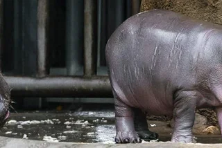 Baby Hippo Makes Splash at Prague Zoo