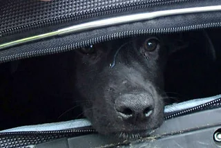 Prague Police Find Abandoned Puppies in Suitcases
