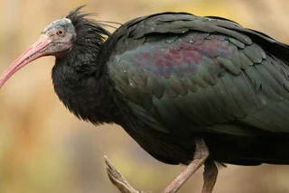 18 Exotic Birds Escape from Prague Zoo