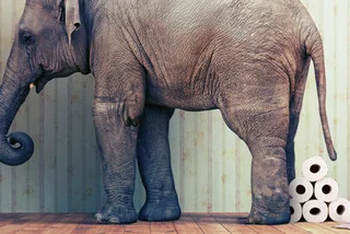 Prague Zoo to Make Elephant Poo Paper