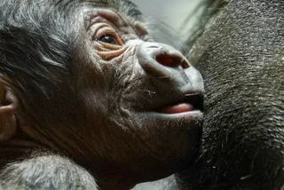 Prague Zoo’s Newborn Miracle Gorilla Is Thriving