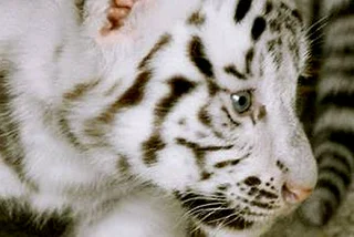 Zoo Liberec Welcomes White Tiger Cubs
