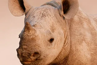 Endangered Black Rhino Born at Dvůr Králové Zoo