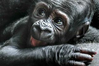 It’s a Boy! And You Can Name Prague’s Newest Gorilla