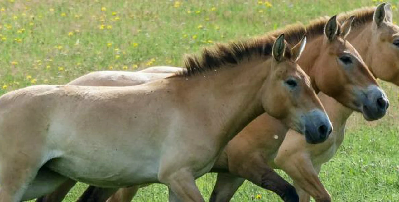 Prague Zoo Releases Rare Horses into the Wild